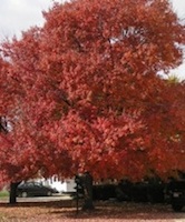 Fall Tree